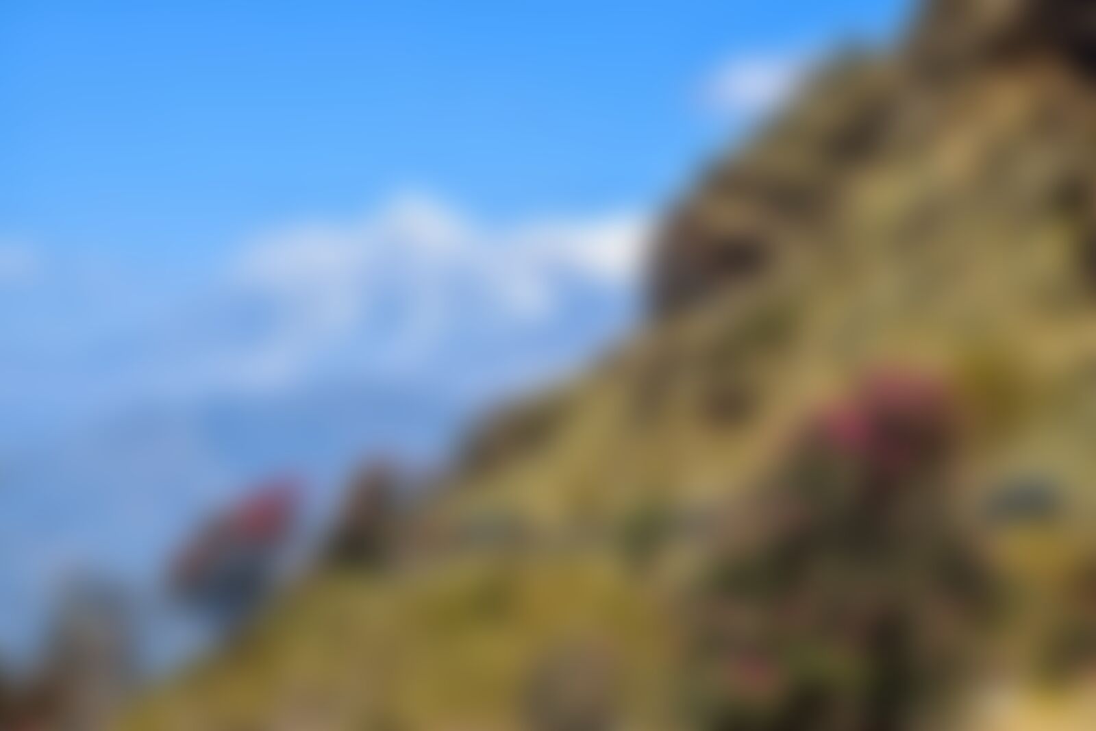 low-preview-0f47846a 9b2f 4198 aadc 11394d21ff53 rhodos on trail khopra ridge nitesh kumar indiahikes