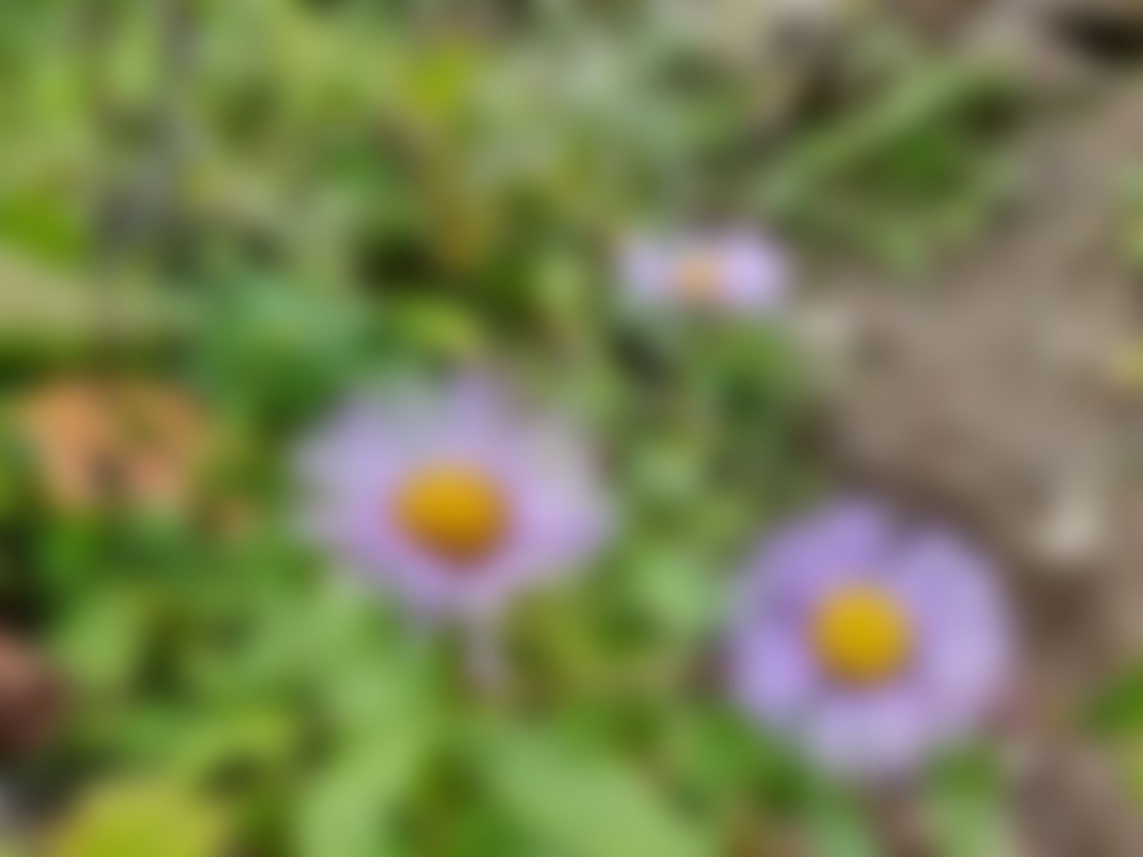 low-preview-208ffa72 30a9 4ac9 aca2 95a8e7c82516 gidara bugyal gb nithesh indiahikes  %2829%29