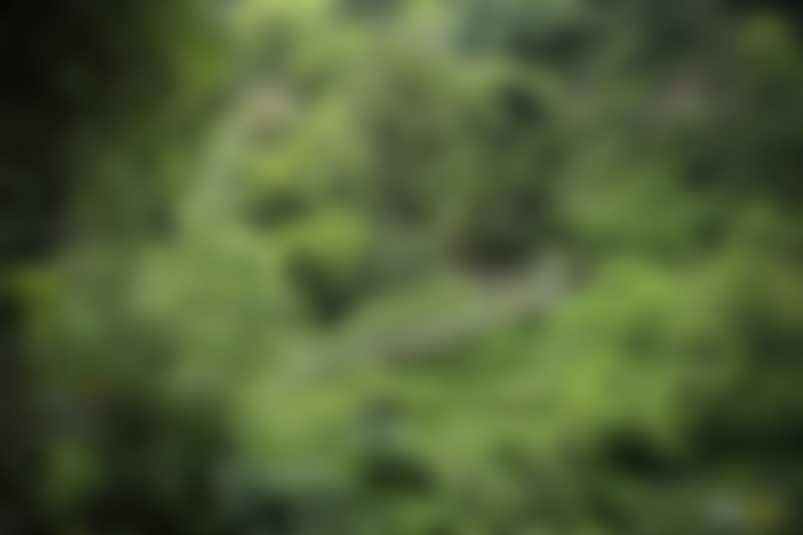 low-preview-3c12e6e5 58d6 4ad7 900d 9c9fd7f1d7ba goechala trek indiahikes sarth rastogi   forest   bridge   greenery %281%29