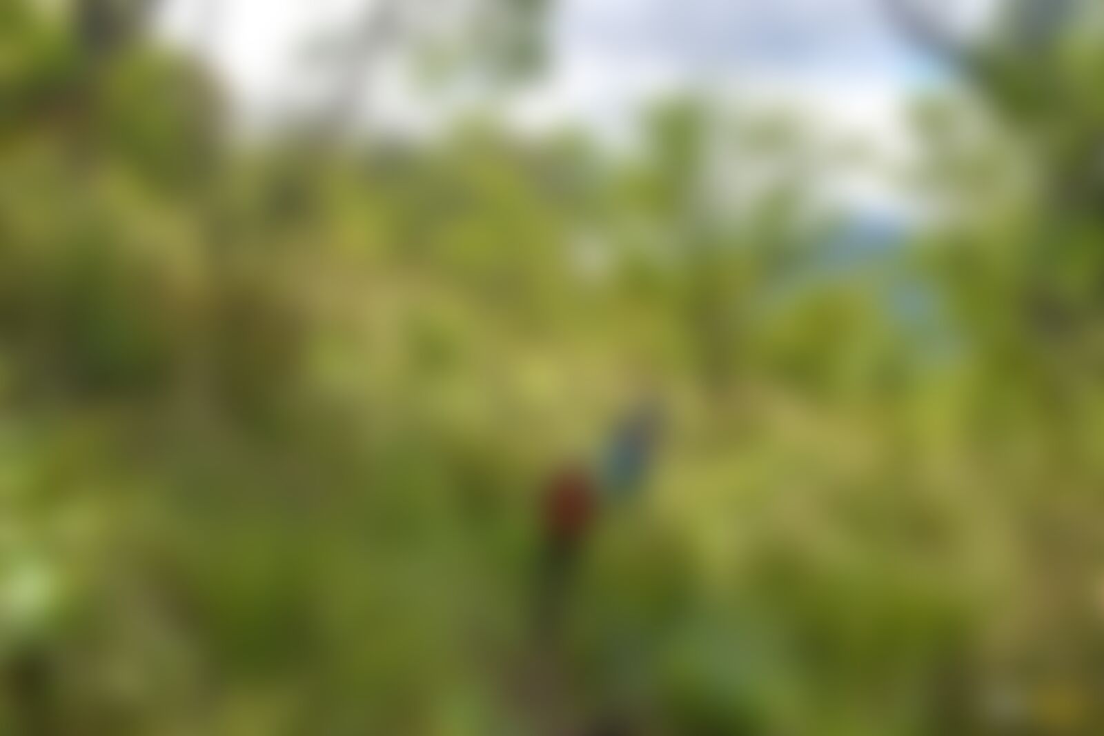 low-preview-3f18207d 983a 4f5f bdd4 a91f1d678afb kodaikanal trek suhas saya april 2023 48