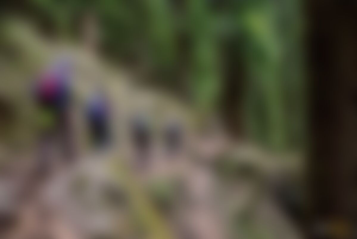 low-preview-4a83141c 2aa1 4389 acc3 04d14c677990 rupin pass indiahikes vishwas krishnamurthy forest section