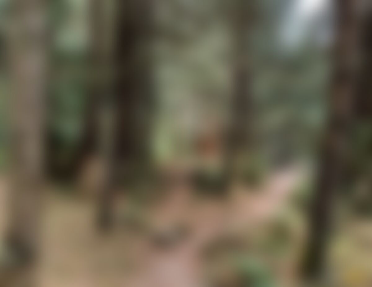 low-preview-4afc24f6 dcdf 4abf 8f52 6c3c731c6376 manali trail walk soil valley trail akhil indiahikes %281%29