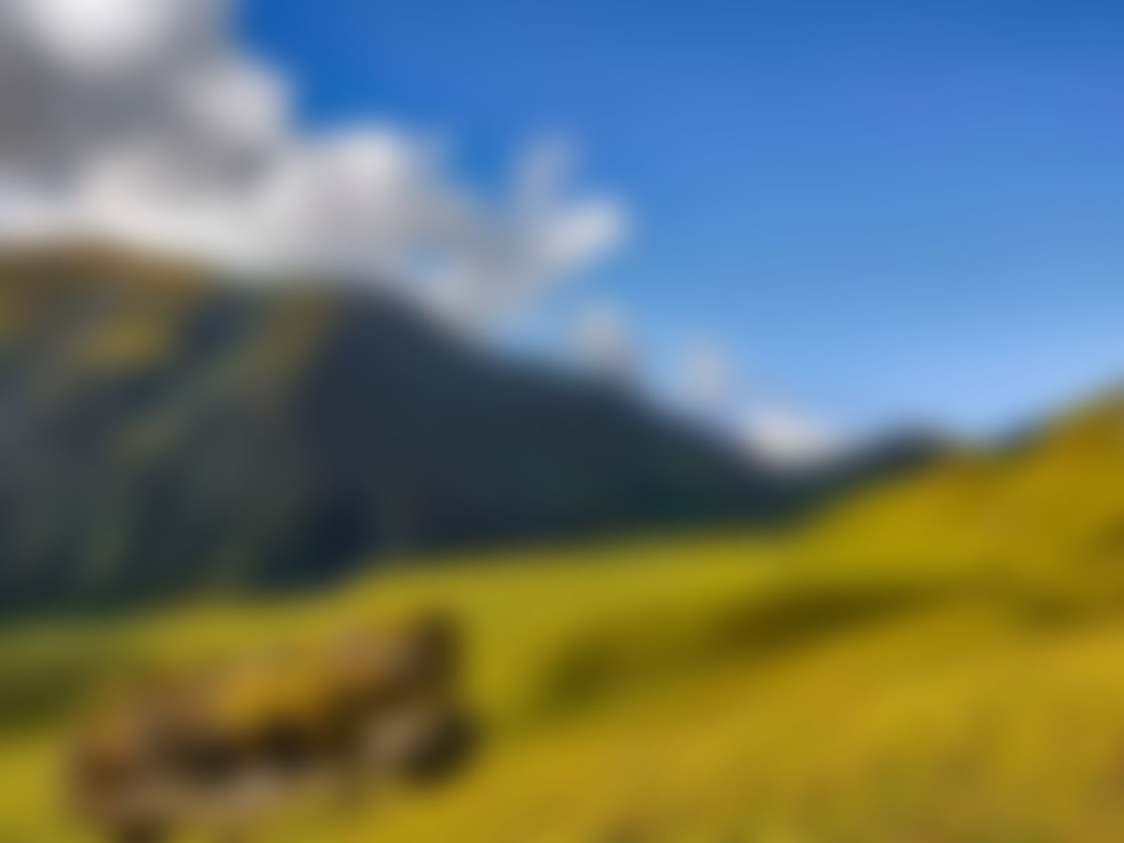 low-preview-5099d09b d411 4848 bdcc fd511f0a164c gidara bugyal gb nithesh indiahikes  %2887%29