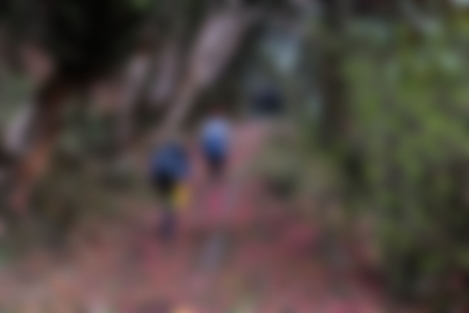 low-preview-55194e04 153a 4a36 859e 80ca158a2a6c sandakphu skp shayakraychaudhuri trailwithtrekkers