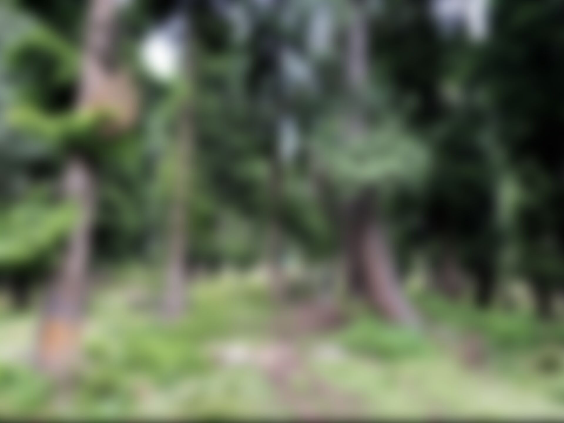 low-preview-58bb0b60 9a8b 4063 9642 ae2c7dbe57e5 tulian lake trek aubaid shah indiahikes1