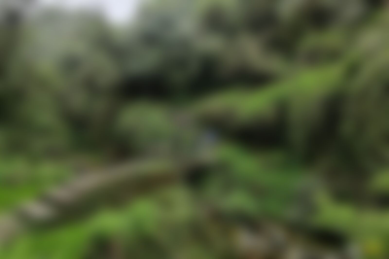 low-preview-5c619b30 1543 45d0 83e7 f74f74ac2070 trail khopra ridge nitesh kumar indiahikes