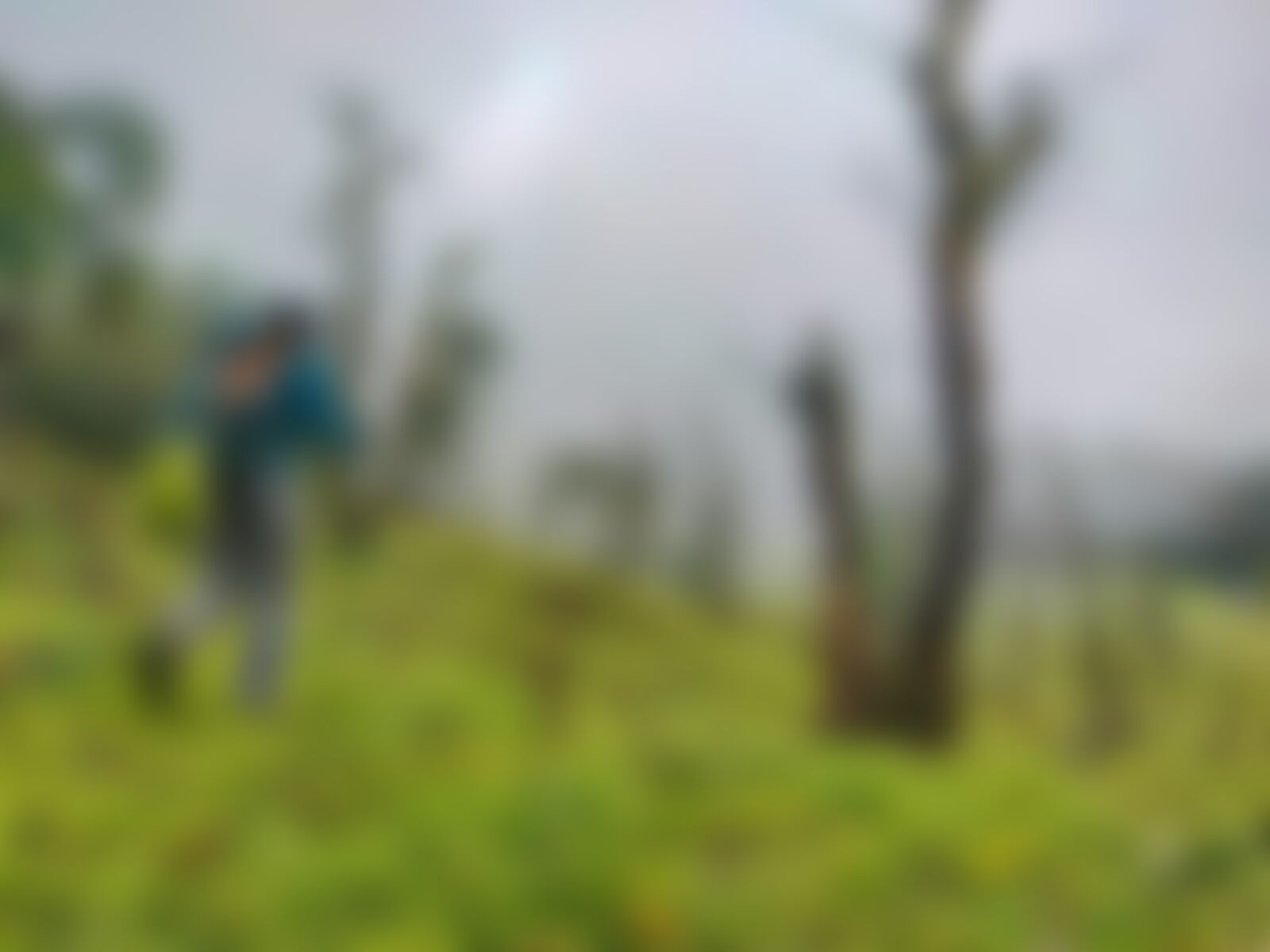 low-preview-614f5e05 2644 45fc 9267 53b3fda1d8b4 gidara bugyal gb nithesh indiahikes  %2816%29