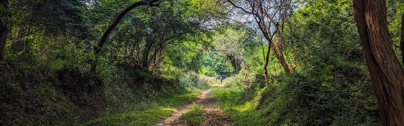 low-preview-65d49f2c3a605798c18bf09f velloreamirthiforesttrek trekkingthroughforest exploration akshaykevin indiahikes january2024