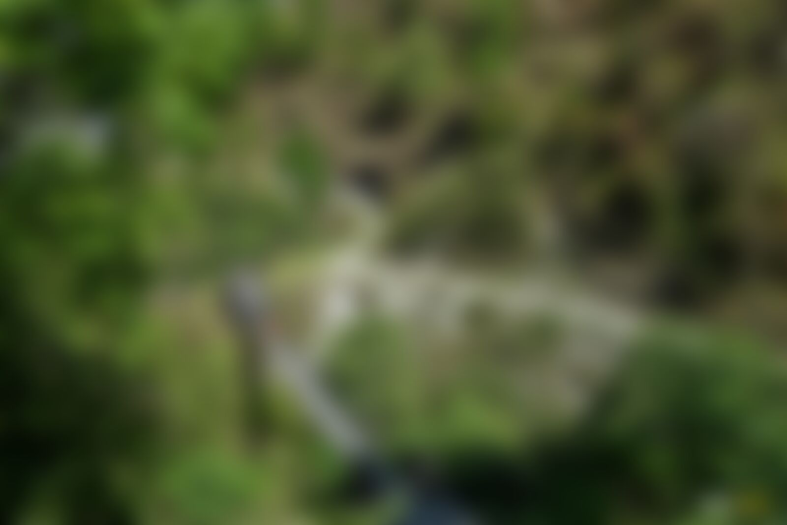 low-preview-77045794 891d 4bdf afe6 c36b977fb898 hanging bridge khopra ridge nitesh kumar indiahikes