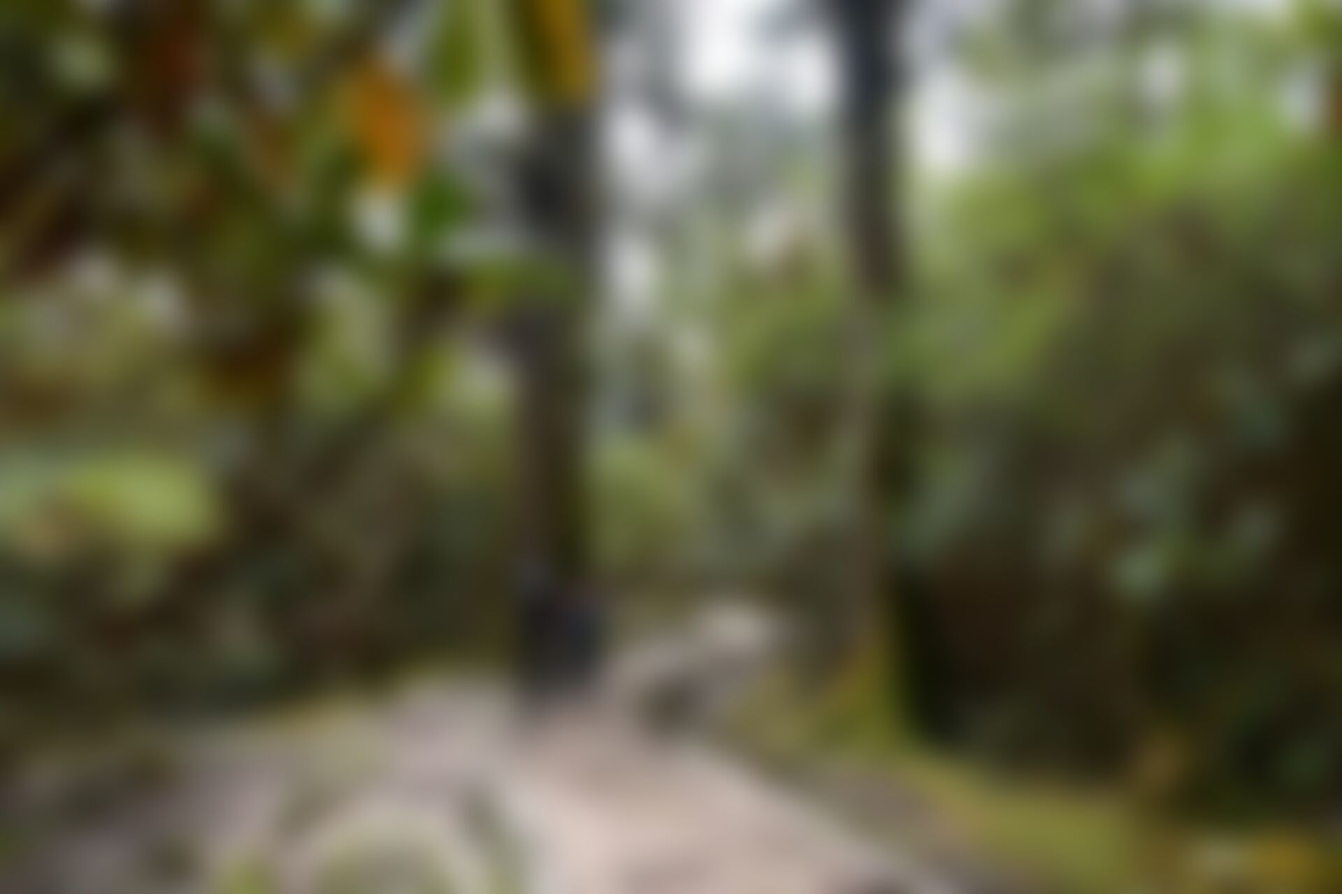 low-preview-7960743d 9027 4b57 9412 7fe2c2d4035a goechala gcl samyak tshoka to dzongri rhododendron forest 