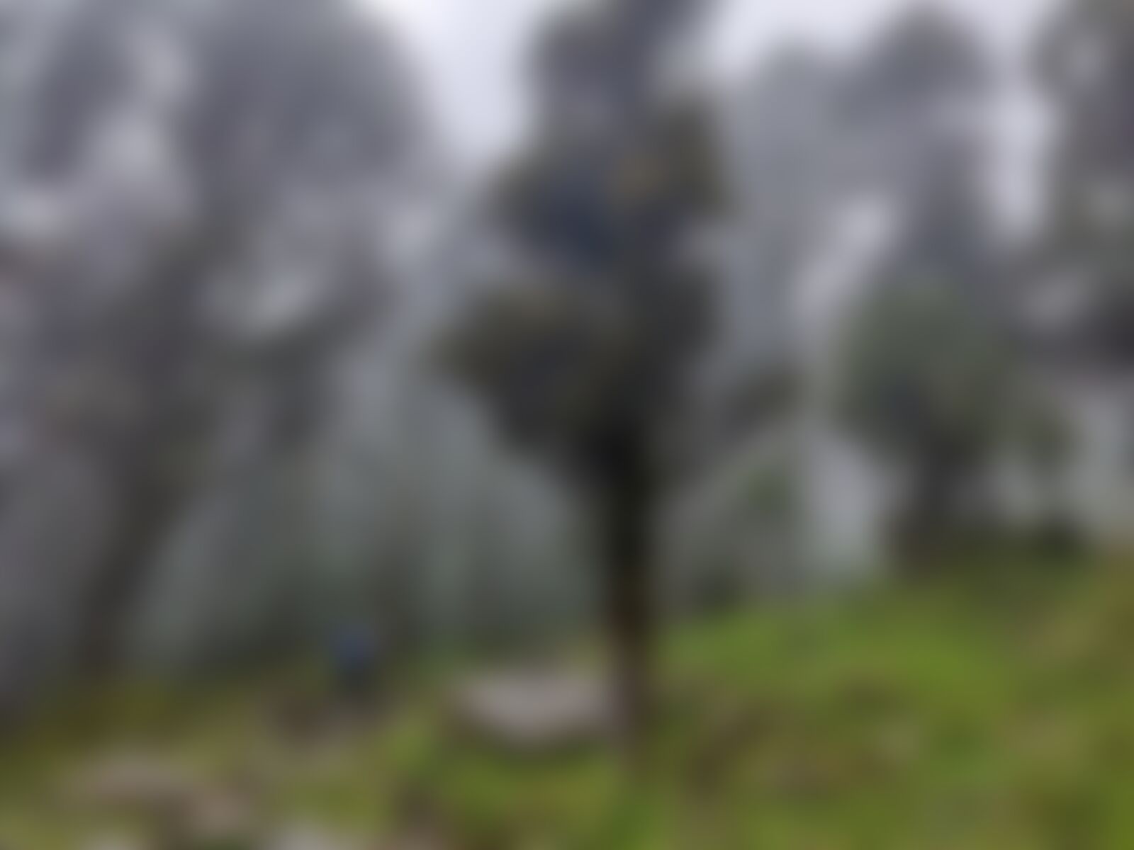 low-preview-89e05eac f1e6 4b74 95bc 9f92c8fc0e13 gidara bugyal gb nithesh indiahikes 2019 %289%29