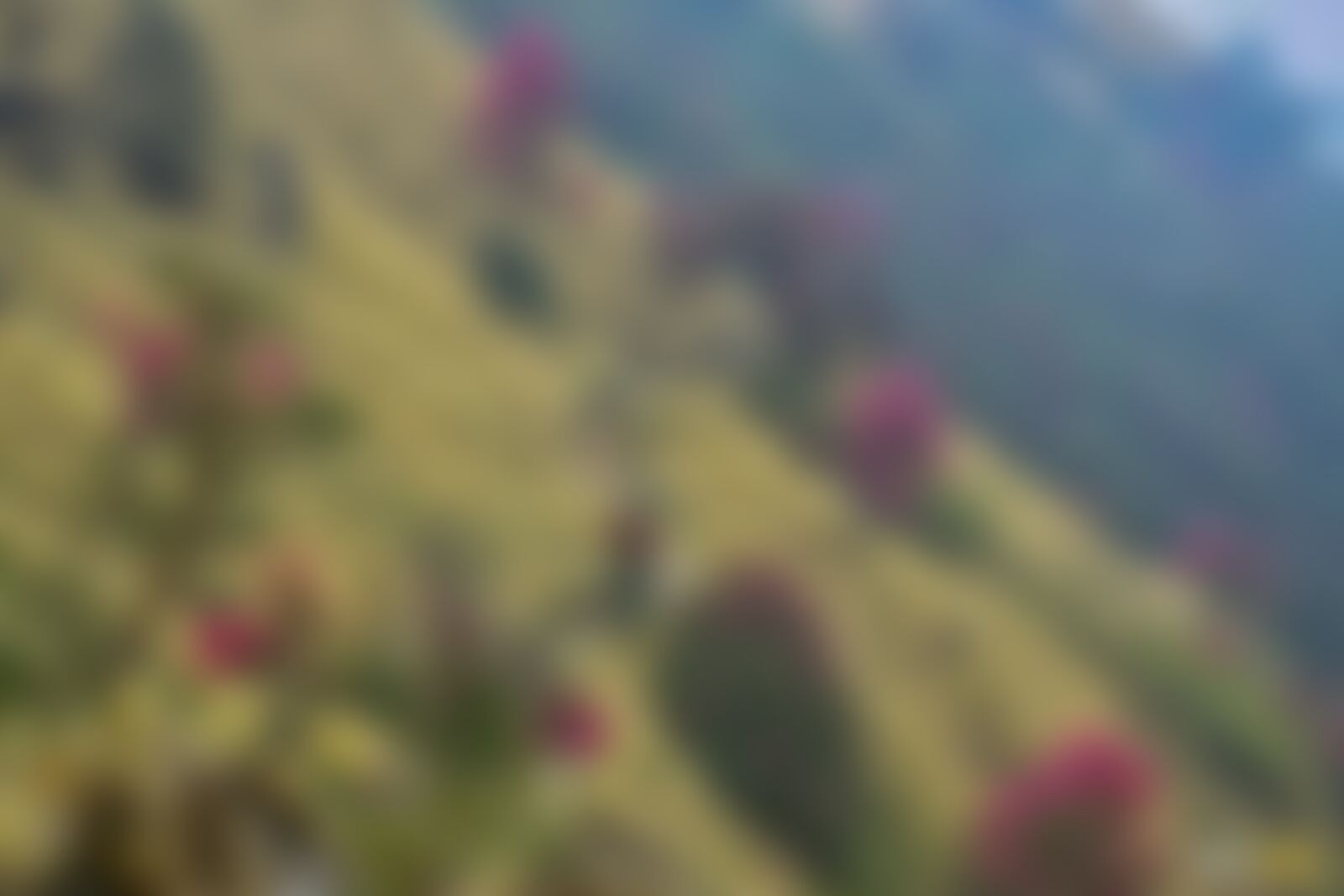 low-preview-8a8450e4 4827 4092 bd6f ee37f2f20da4 rhodos  khopra ridge nitesh kumar indiahikes