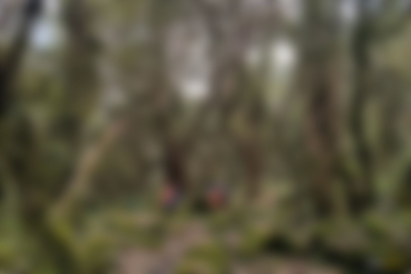 low-preview-8d1fcb12 65ee 4341 a9e4 ef3a648b990a forest trail khopra ridge nitesh kumar indiahikes