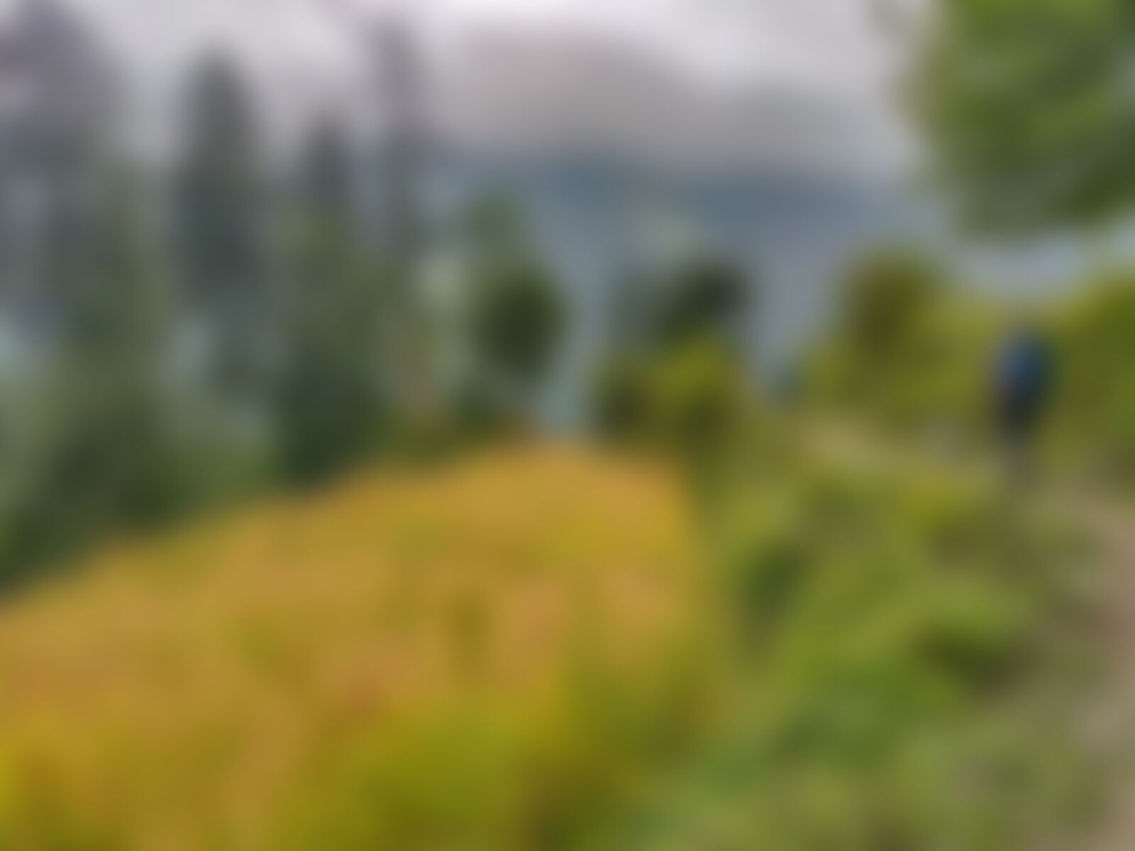 low-preview-9cbc4bab bc9a 4b40 8292 bd2ffc8a91f4 gidara bugyal gb nithesh indiahikes  %28154%29