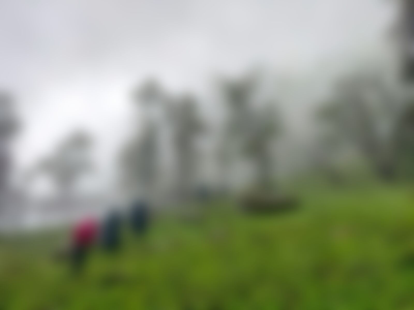 low-preview-a7be1b63 1292 4a7b 94eb aa8a46b780be gidara bugyal gb nithesh indiahikes  %2813%29