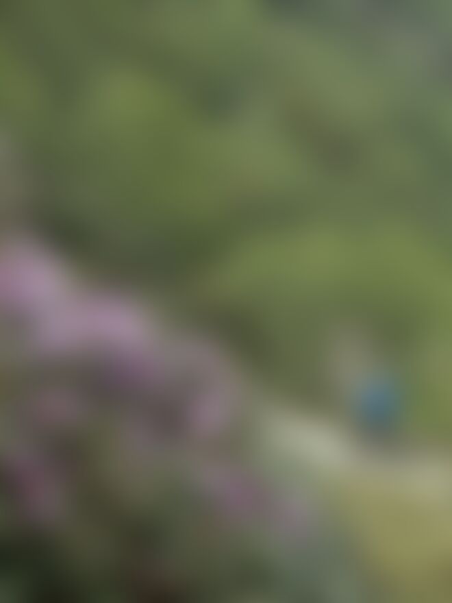 low-preview-b07eb34c 739c 40d2 a0bc 60ec89ce423b phulara ridge trek jothiranjan 2023 april month 147