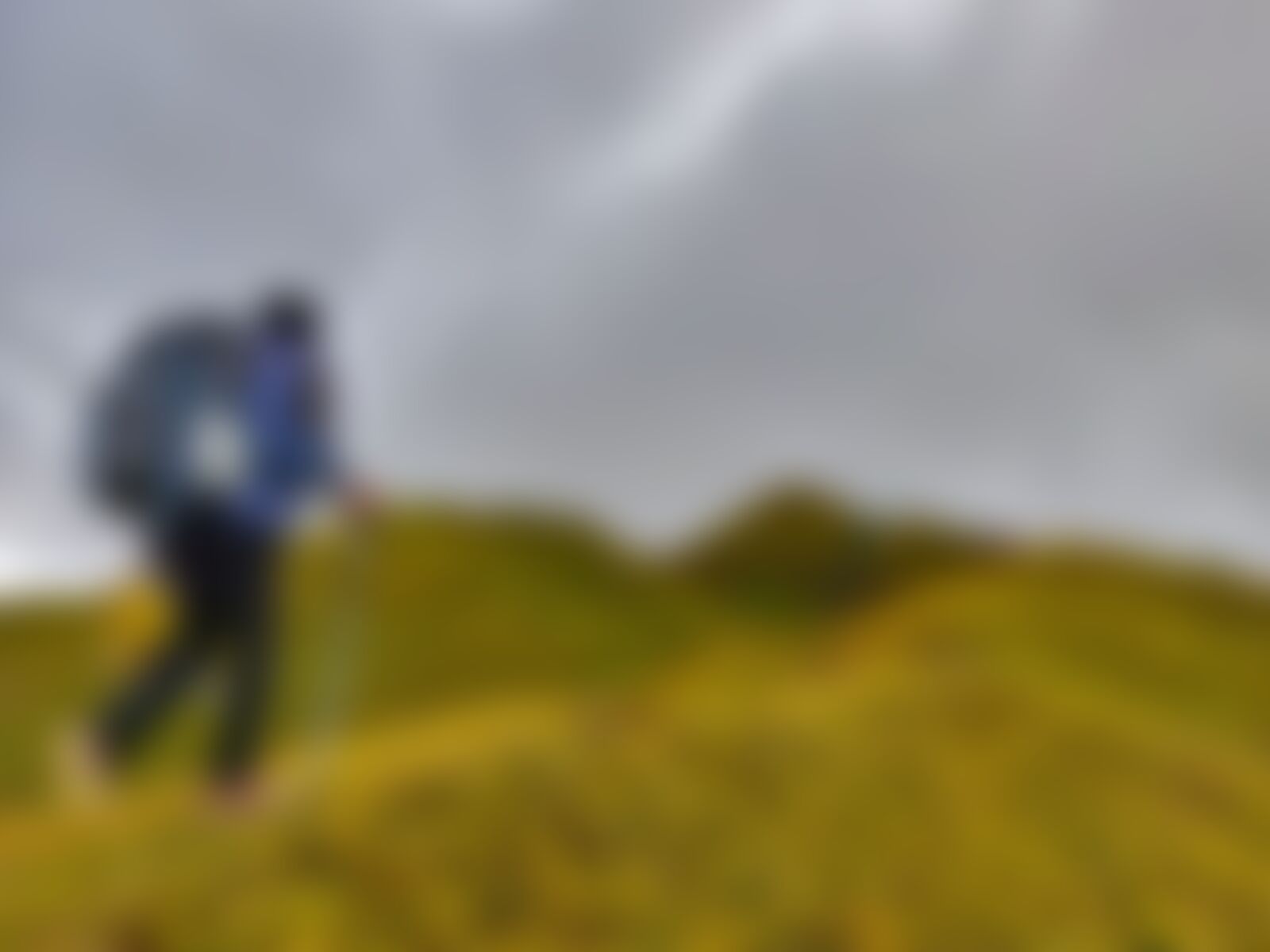 low-preview-b1a0733e 06c3 4df0 bd55 4117081a6e34 gidara bugyal gb nithesh indiahikes  %28106%29