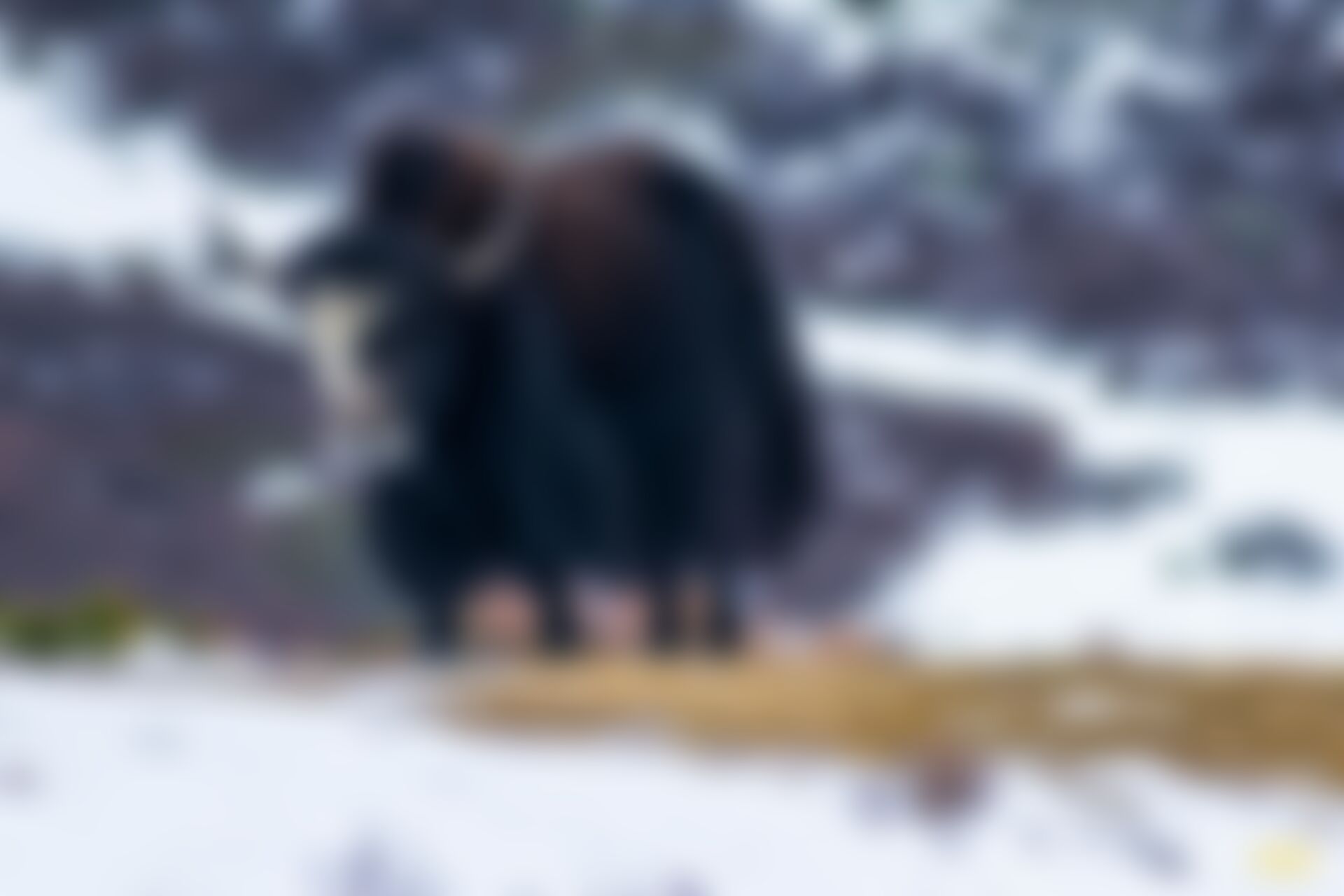 low-preview-b9179e4d d61a 4965 b129 56a9fa2b148f goechala gcl indiahikes sadguru yak