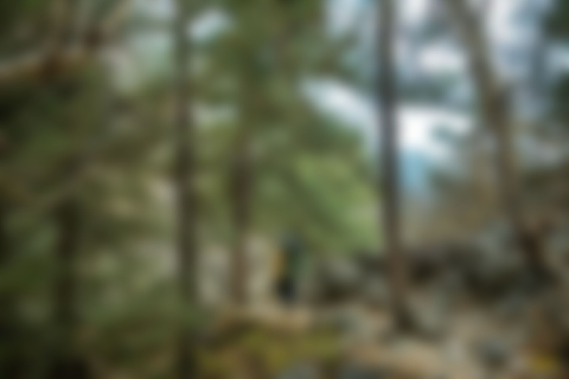 low-preview-bb2ccd5c af3d 4605 9561 6934d7c25dfb gamukh tapovan jothiranjan autumn season october 2022 trekkers on trail forest section to bhojbasa 