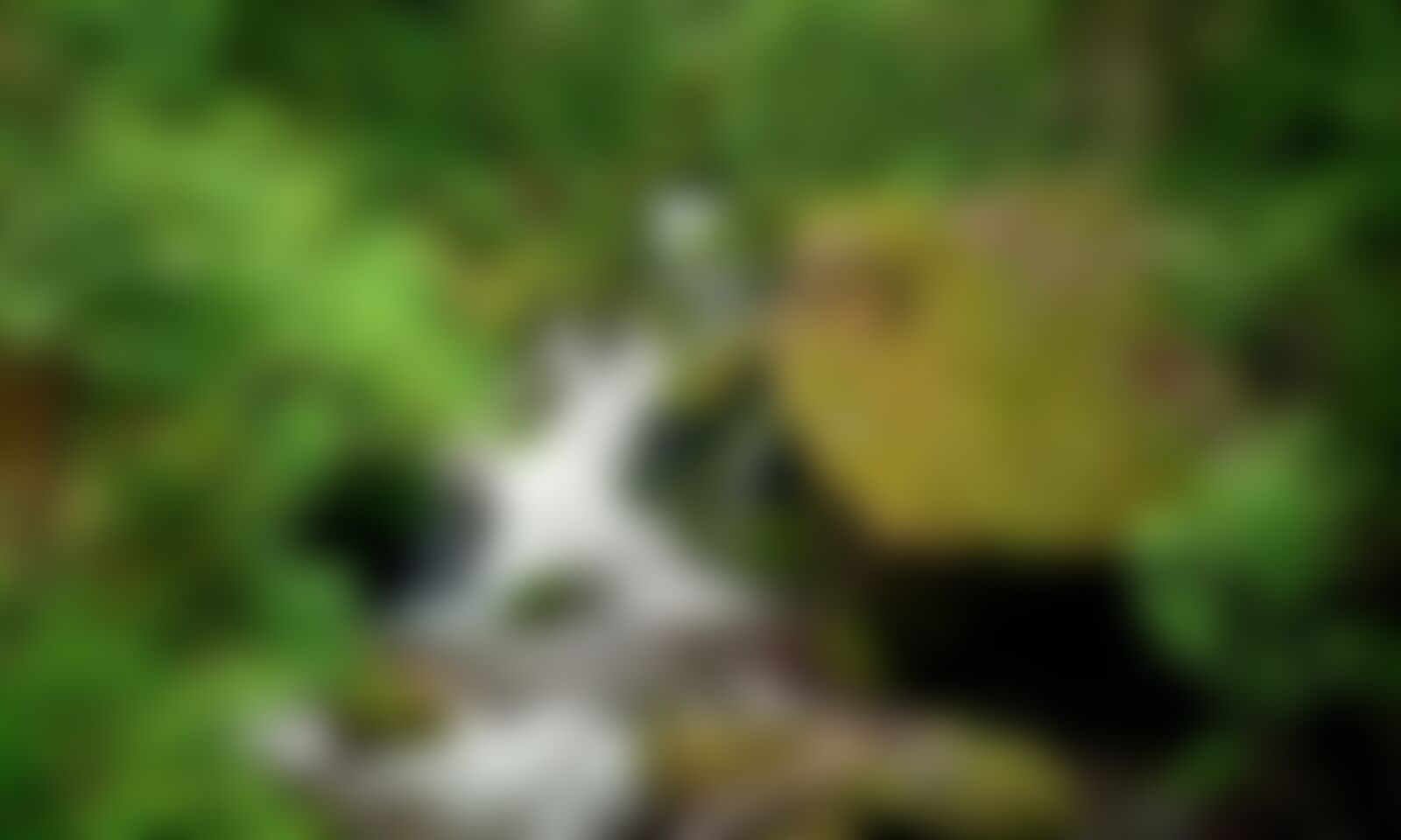 low-preview-bb601af3 9e84 4b82 a564 936fa3927844 gidara bugyal trek indiahikes akshay aralikatti 3 12