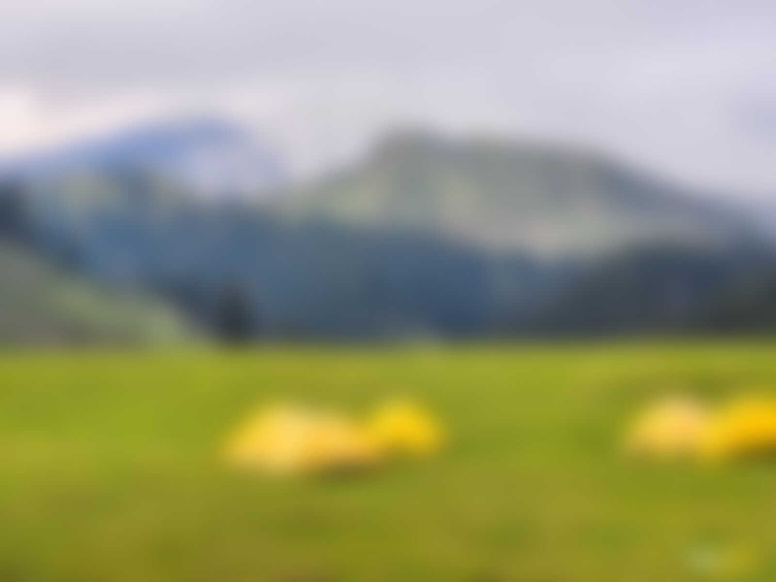 low-preview-bb8032b2 e1cd 4b81 821d 803d18c1f0f0 nafran valley nv diptarka 2023  %2818%29