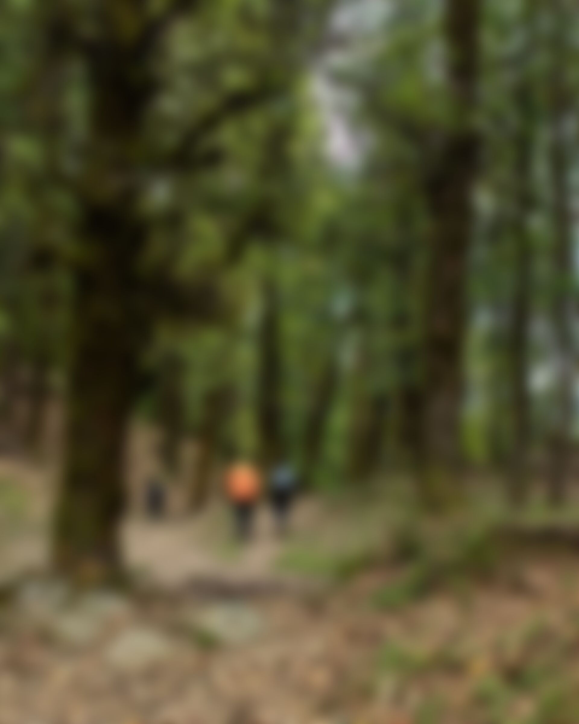 low-preview-c9faf3f9 0b73 4227 abd7 6b7f420f41fc phulara ridge trek jothiranjan 2023 april month 96