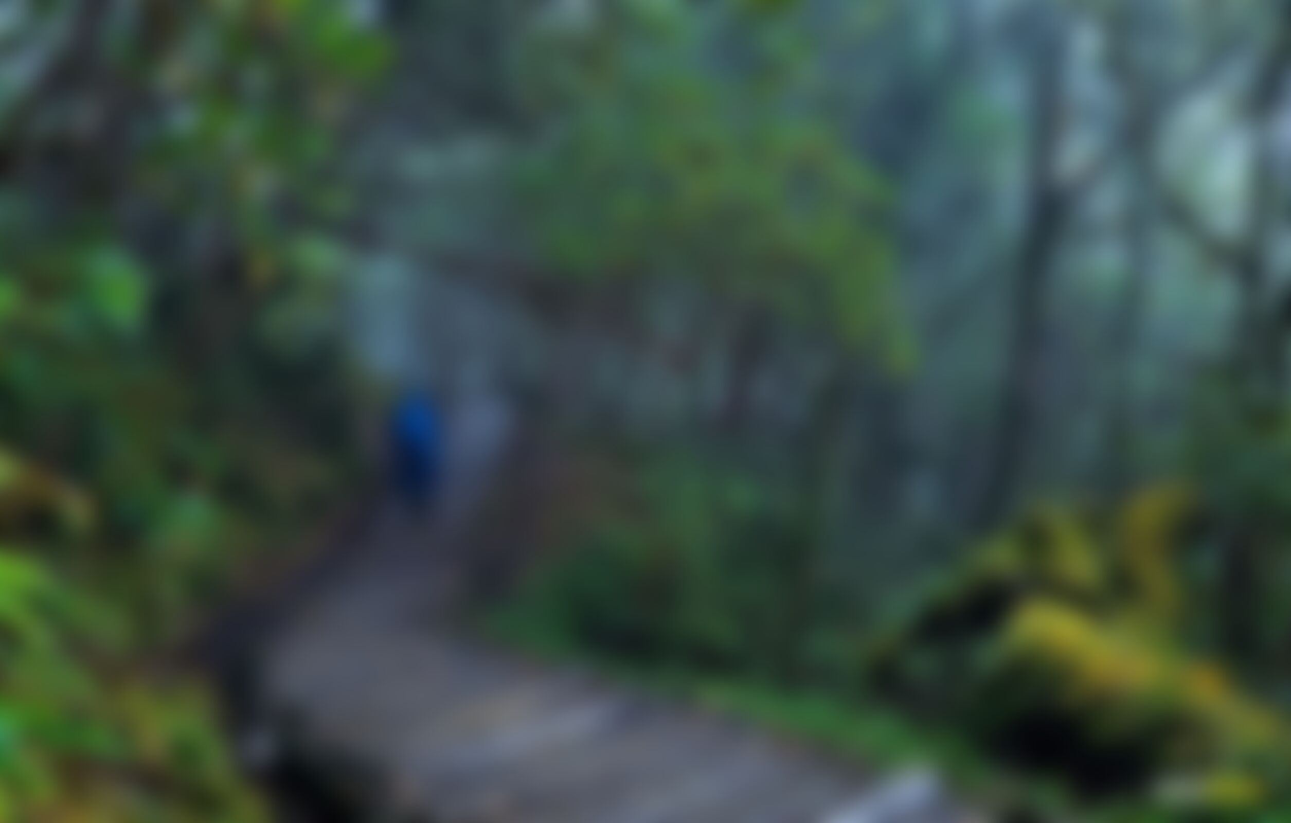 low-preview-ce5bfe93 7482 4955 b190 16b5ed8fff8f goechala ganesh devadiga trekker walking through misty jungle on drenched wooden log taril