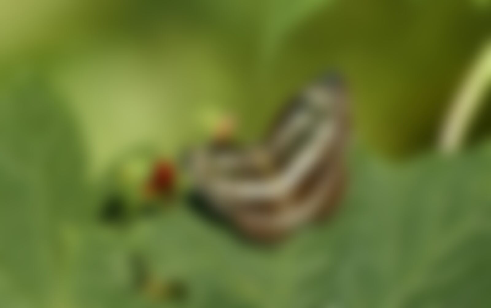 low-preview-daf3d9a6 80ab 4354 8653 7fb269d2b062 sandakphu skp ajit hota common sailor birds