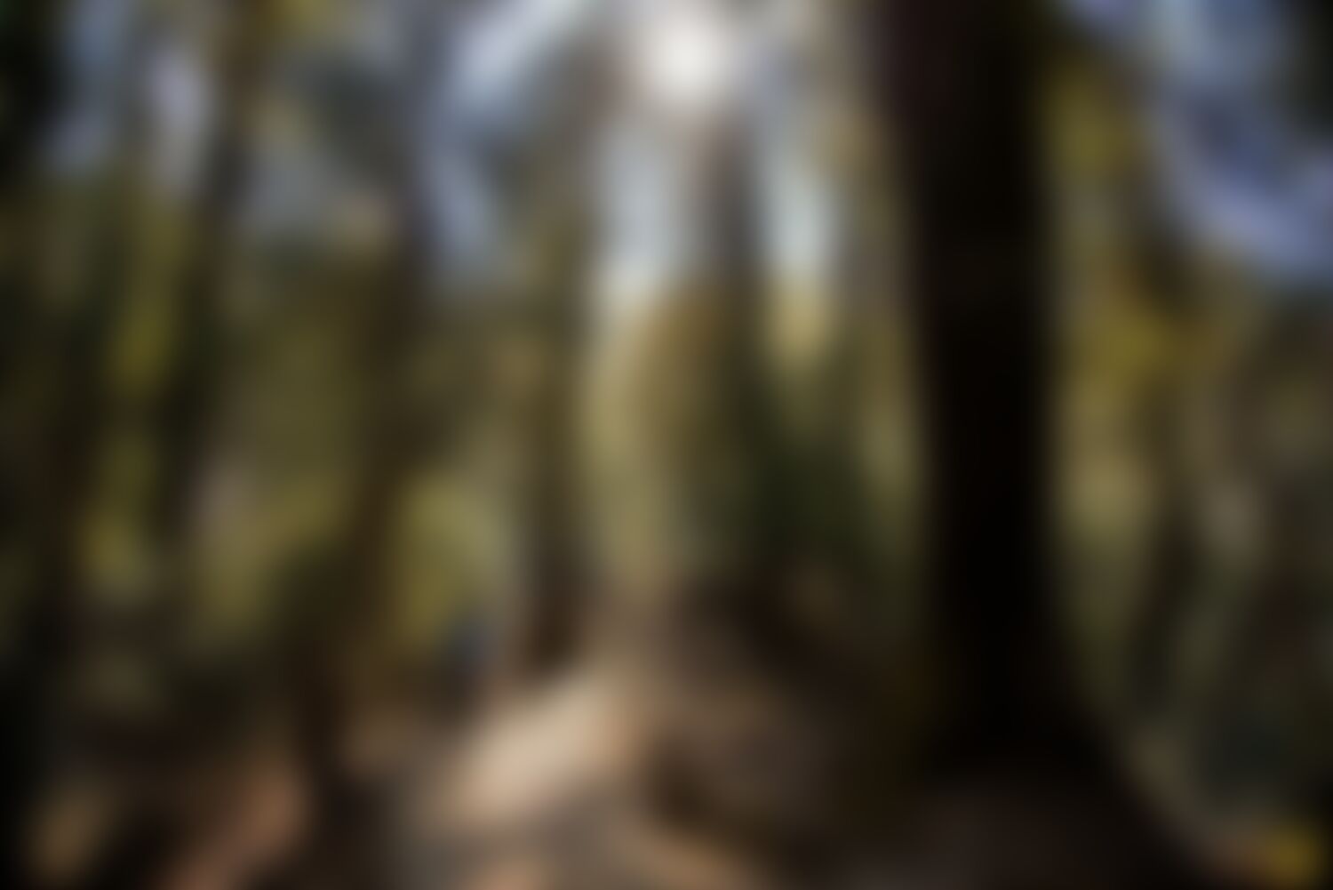 low-preview-dfadf622 37c6 4923 9f29 82704a202692 dayara bugyal db sudheer hegde trekking to gui forest trekkers