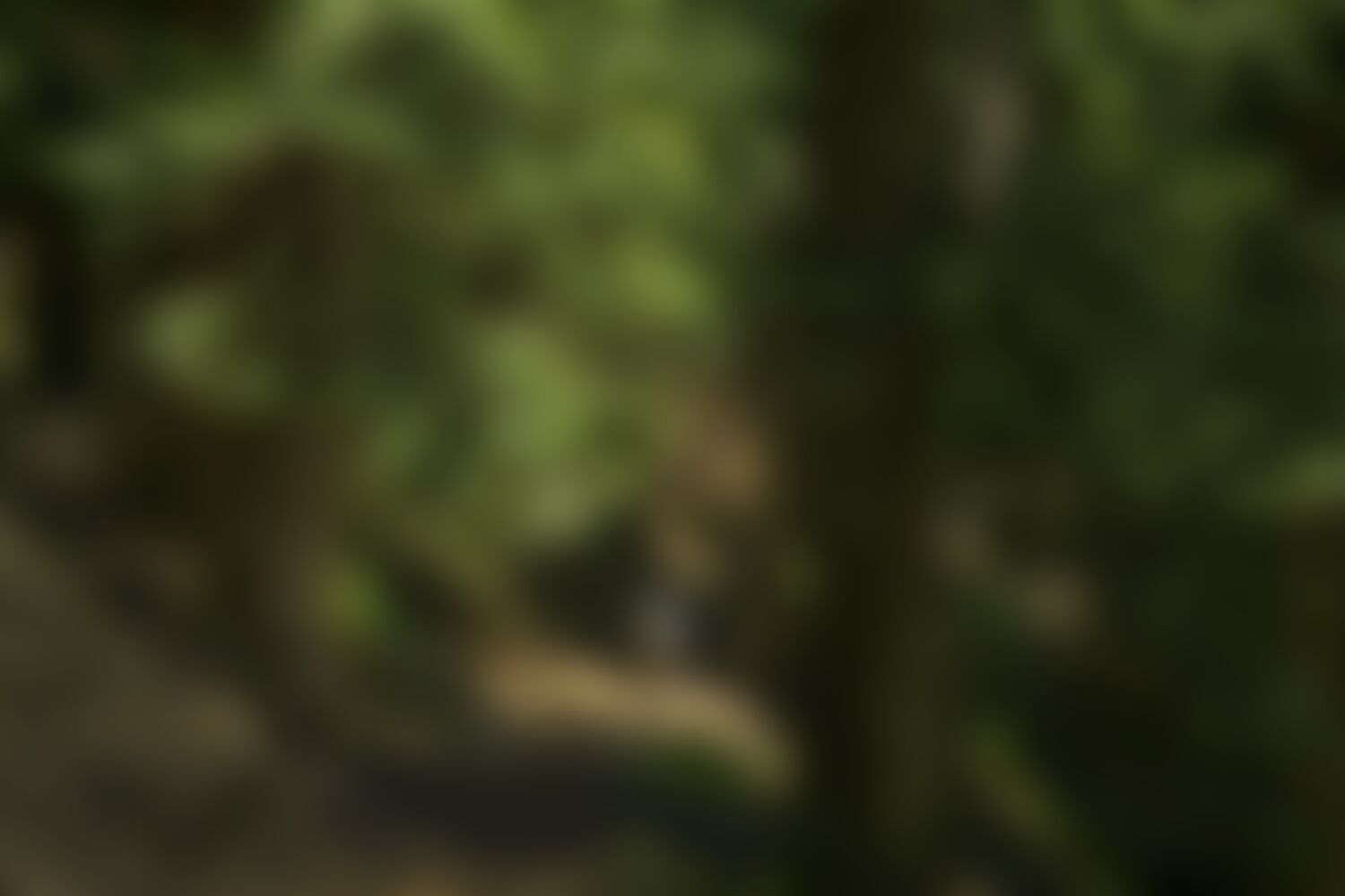 low-preview-e246de55 4f9c 41d3 8583 0afc1383ef6c rupin pass trek jothiranjan june 2022 summer 123