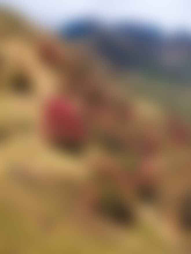 low-preview-e715a82f 1f2f 47a9 b086 e69a98f32065 rhodos in full bloom khopra ridge nitesh kumar indiahikes