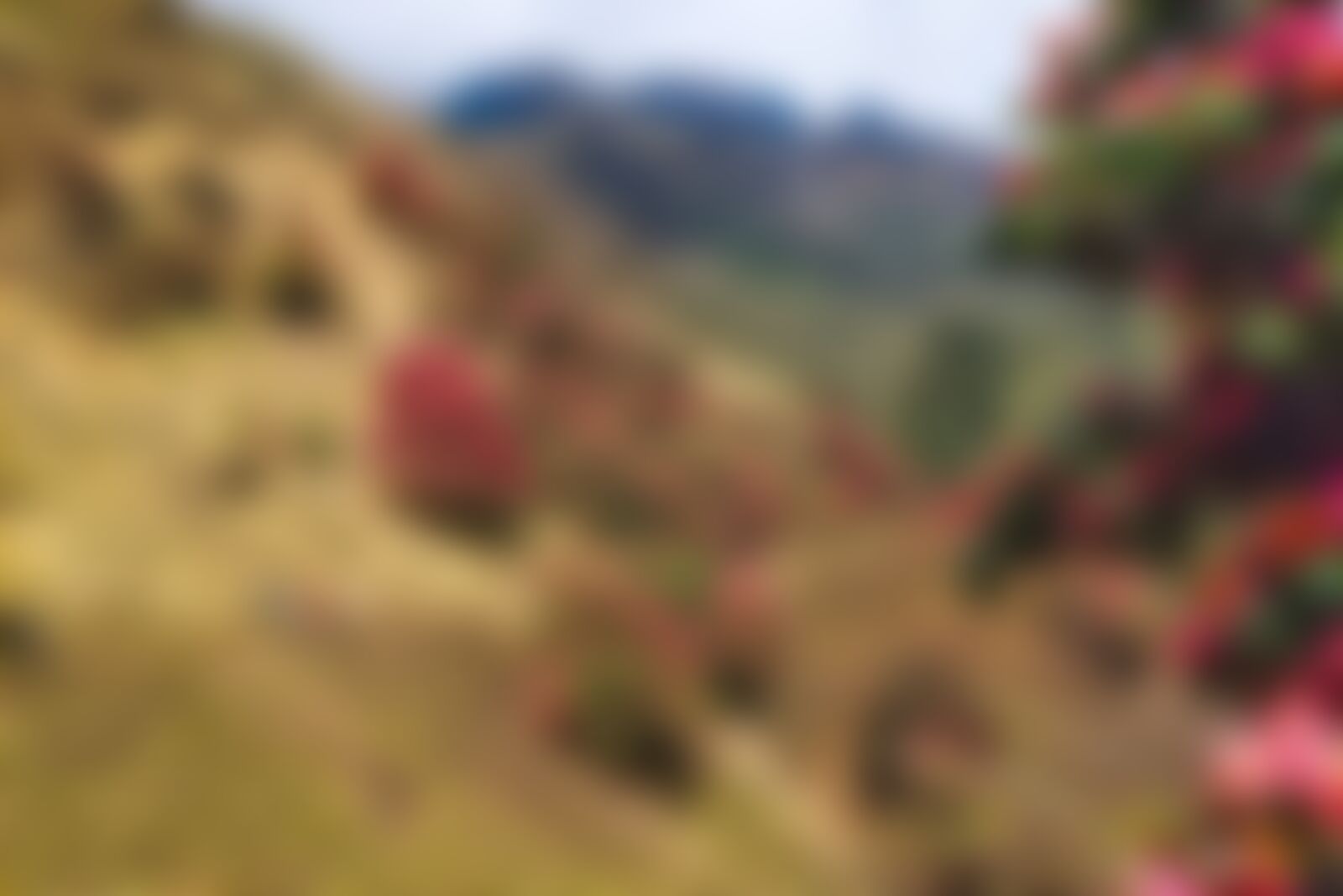 low-preview-e715a82f 1f2f 47a9 b086 e69a98f32065 rhodos in full bloom khopra ridge nitesh kumar indiahikes