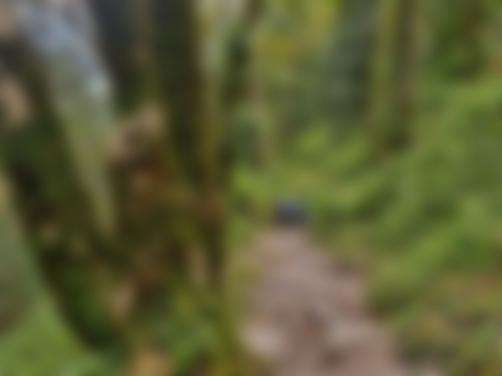 low-preview-ea9e4b0a 61a4 46d3 ab53 4328fe16f19d gidara bugyal gb nithesh indiahikes  %28151%29