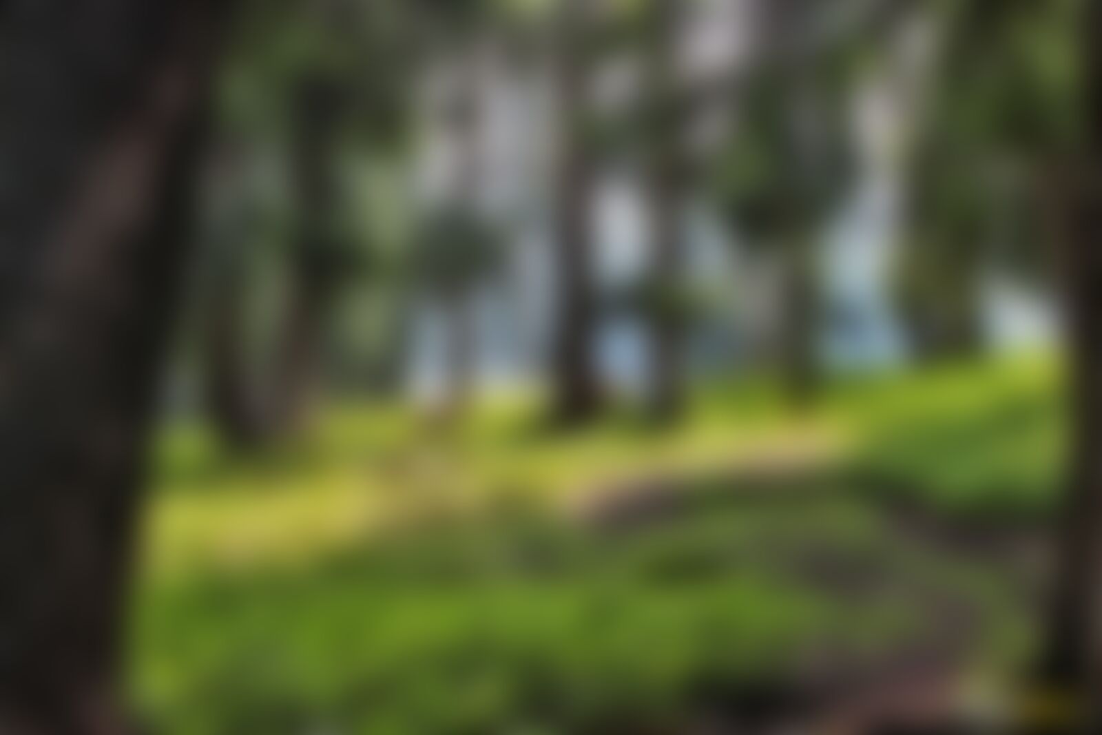 low-preview-ee3541ab 6925 4d39 bf97 ff86727dc05f tulian lake lucas bragagnollo indiahikes %2816%29