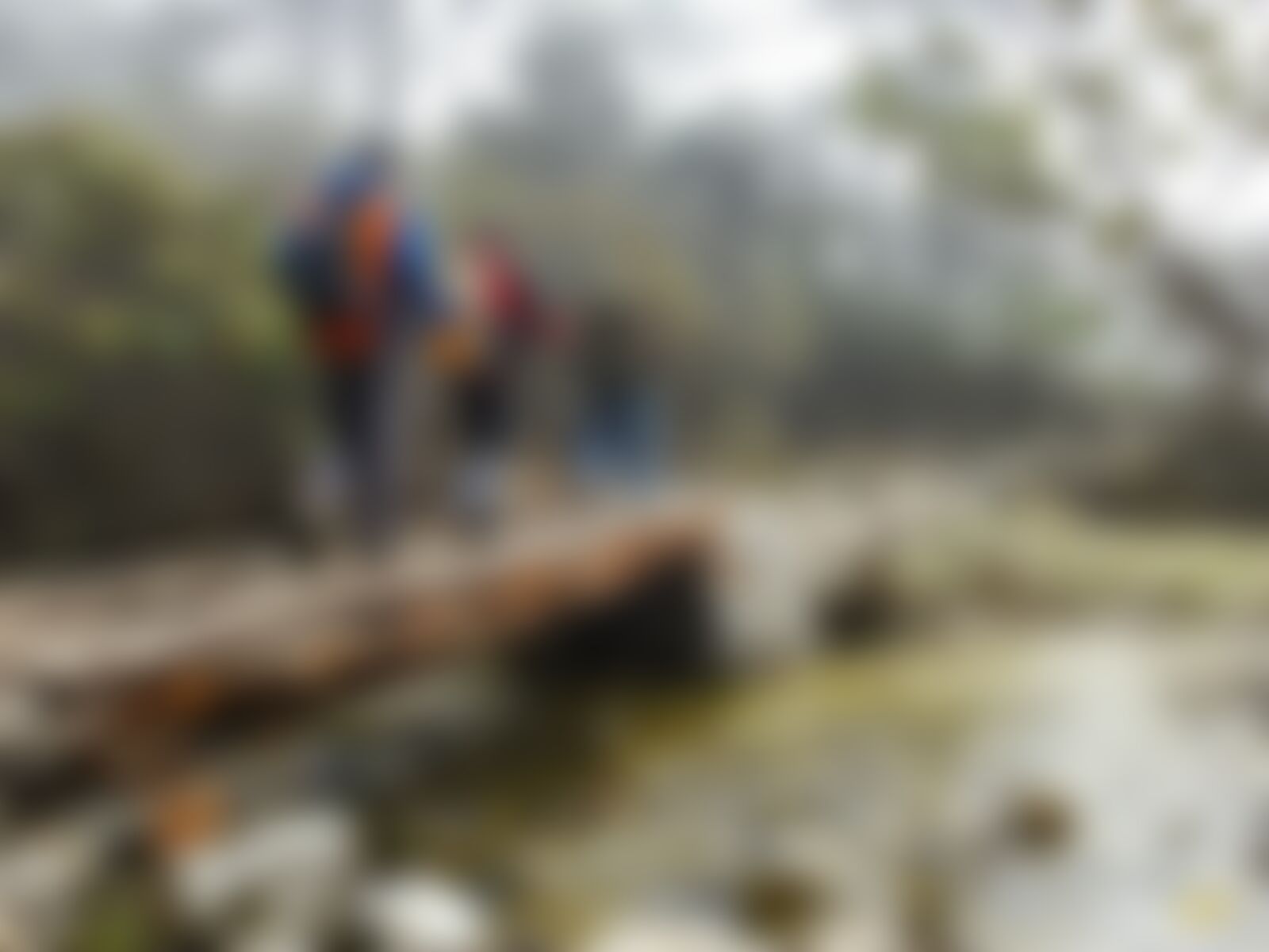 low-preview-f0766adb 6a68 43f5 adfd 73891c7077da goechala gcl indiahikes archive forest section 