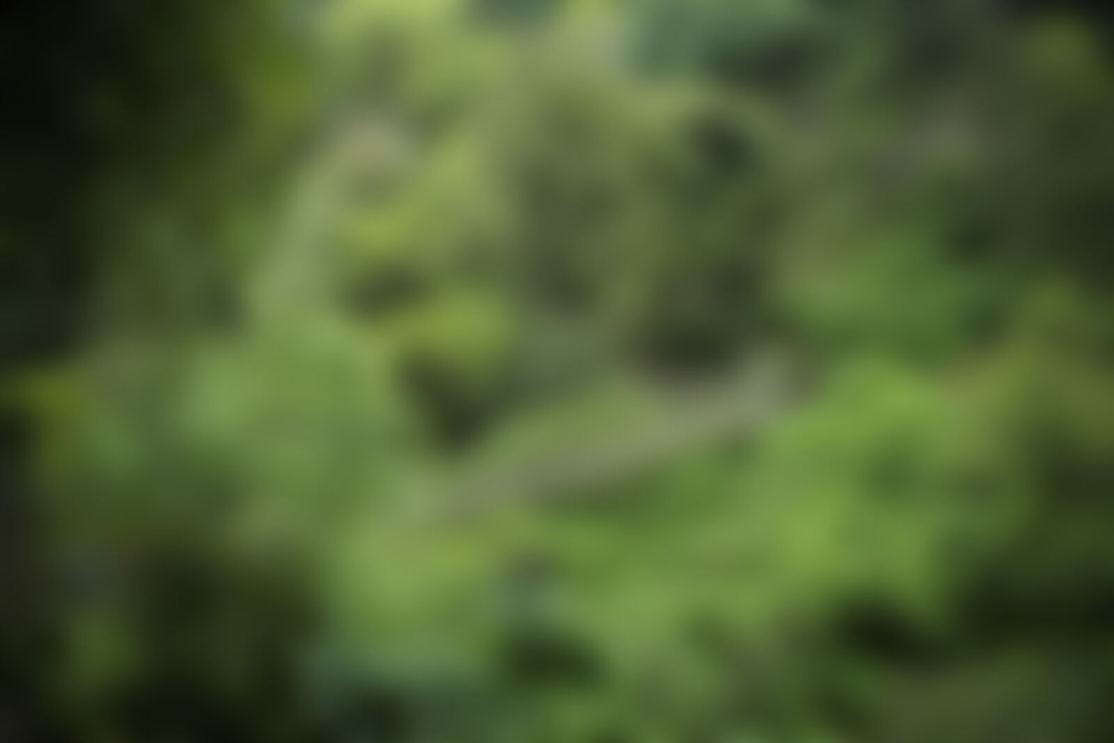 low-preview-f2ec6b4a f087 4c51 958e 9e2ea2f9ef65 goechala trek indiahikes sarth rastogi   forest   bridge   greenery %281%29