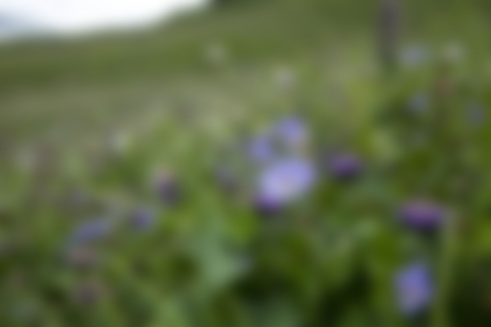 low-preview-f8b039ca f017 49fa 8dc2 603315395e1c bhrigu lake bl indiahikes jothiranjan flora and fauna