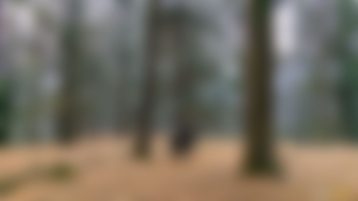 low-preview-zgudgst2uucvbuh1 bijlimahadevforestsection2