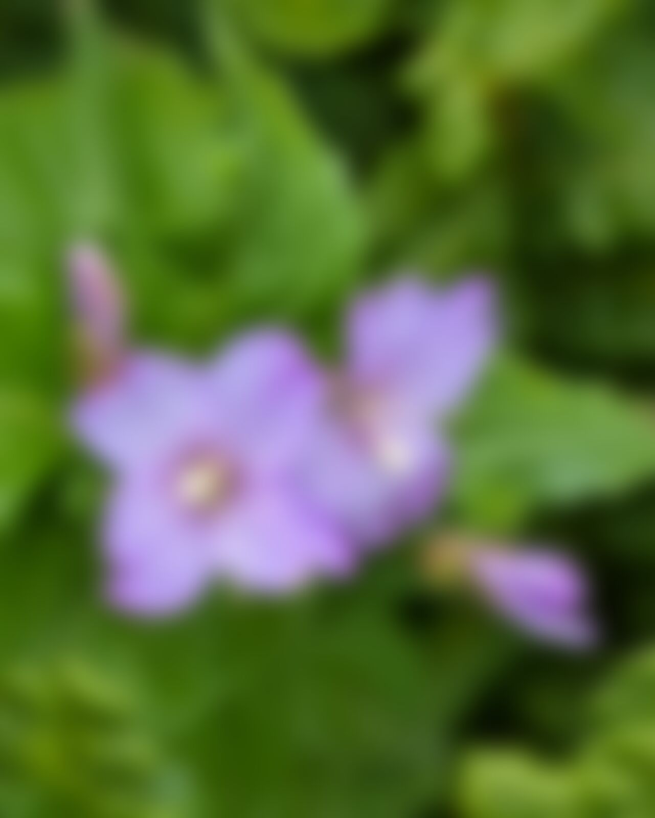 low-preview-ziedh pdc1huksie valleyofflowers akshaykevin august2022 veronicalaxa