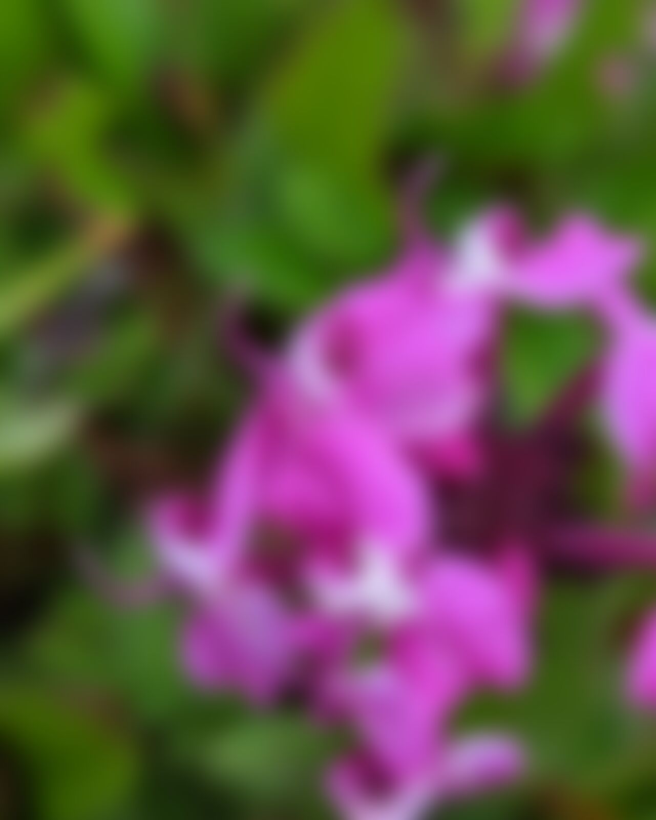 low-preview-ziedhvpdc1huksic valleyofflowers akshaykevin august2022 pedicularispunctata