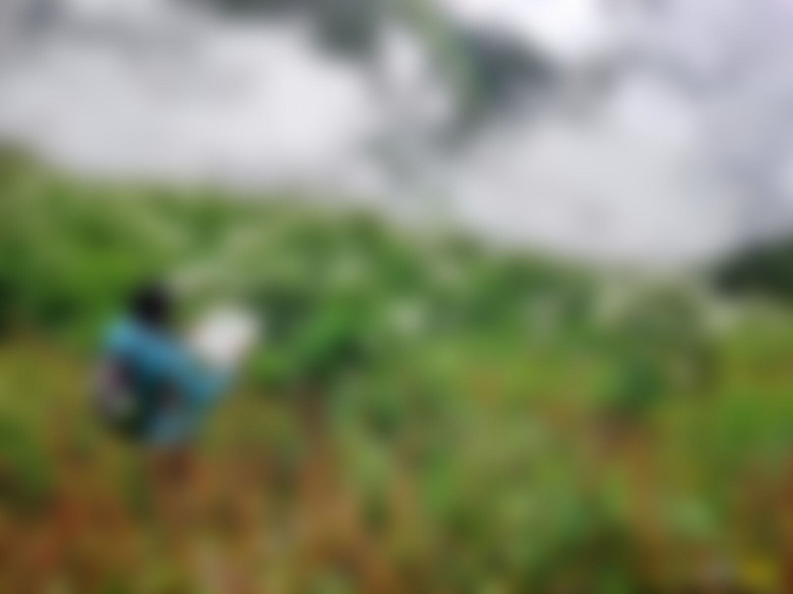 low-preview-ziipevpdc1hukub9 valleyofflowers darshankatira august2022 ontrail day2 valleycloudsgrasslands 02  4 