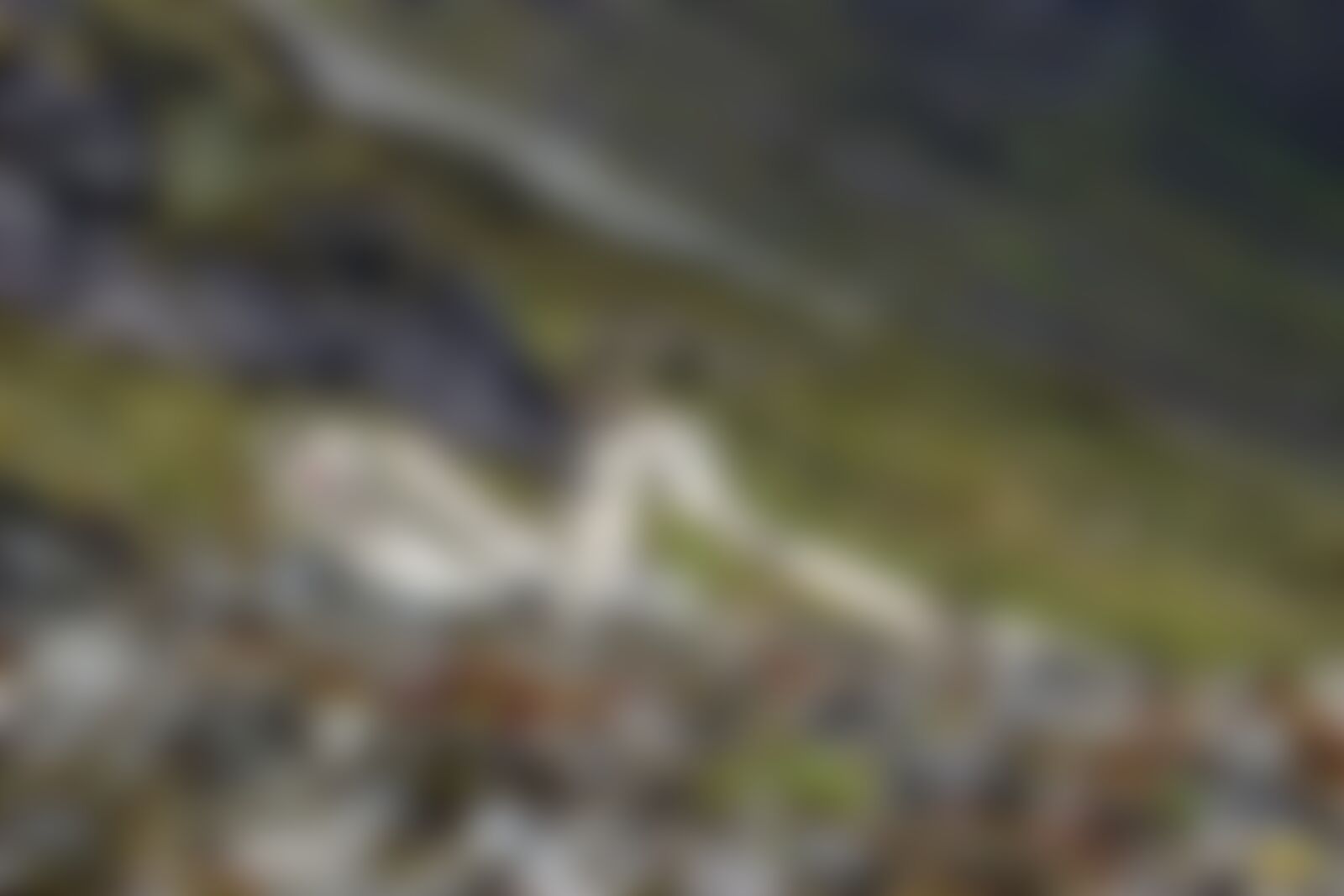 low-preview-ziipffpdc1hukucg valleyofflowers vof day4