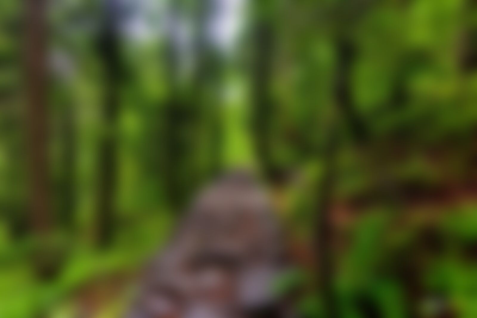 low-preview-ziipgvpdc1hukucr valleyofflowers vof thanashyamraj lush green trails towards vof 1 