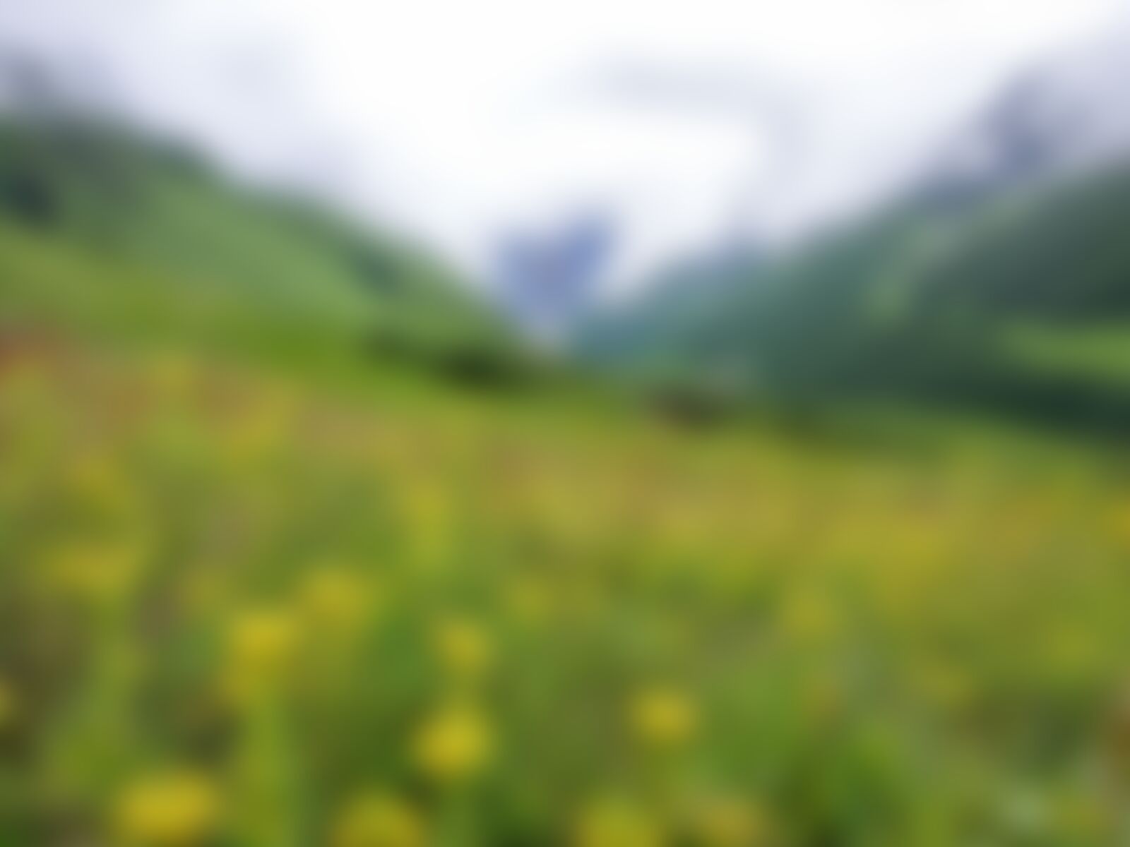 low-preview-zijpufpdc1hukuxd img 20180802 124426